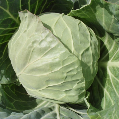 Picture of Cabbage Vivaldi  F1
